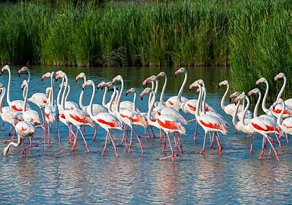 Excursion en Camargue - Au départ d'Aix-en-Provence