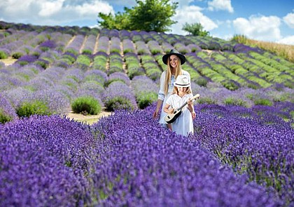 Discover the Lavender Fields