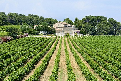 Half day around vineyards and olive groves in Languedoc: visits and tastings