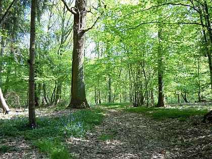 Bois de Blaugies