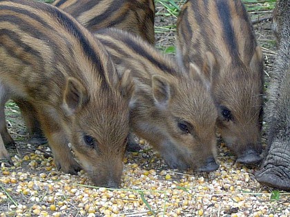 PARC ANIMALIER : LA BANNIE