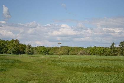 Les cigognes