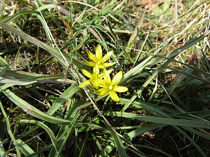 Aperçu botanique d'un méandre de la Loire