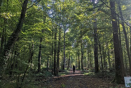 Bois de Frémontiers