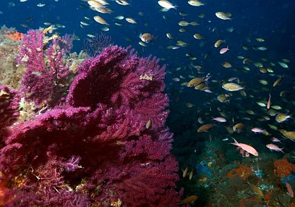 Initiation à la plongée sous-marine – à 20min de Cannes