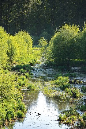 Le petit étang