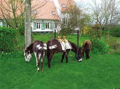 Camping à la ferme - La Ferme des Ânes