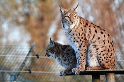 Parc Zoologique Fort Mardyck Dunkerque Grand Littoral