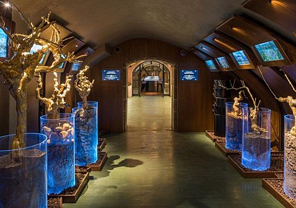 Les Caves du Louvre : dégustation de vins français au cœur de Paris