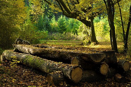 Table de pique-nique
