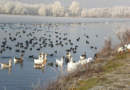 Le Lac d’Armbouts-Cappel, réserve ornithologique et base de loisirs