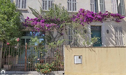 Bougainvilliers - Boulevard des Aliziers