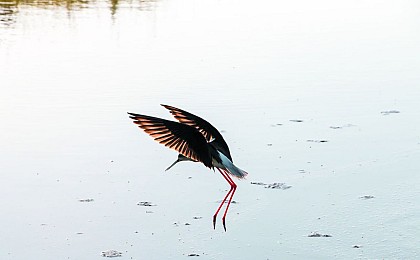 Observation des oiseaux