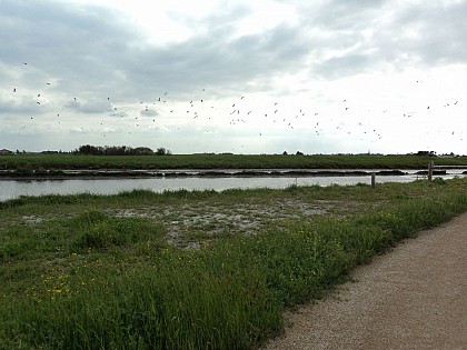 Observation biodiversité du marais