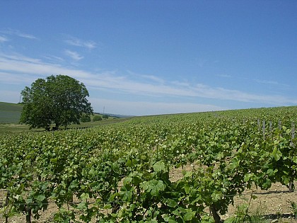 Vignoble des Coteaux du Giennois