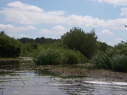 Rives Est  du lac d'Hourtin