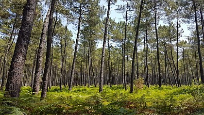 Parc naturel régional des Landes de Gascogne