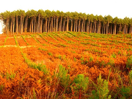 Forêt des Landes de Gascogne