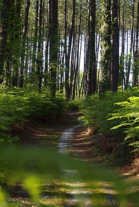 Sentier de découverte "l'Etang du Bourg Vieux"