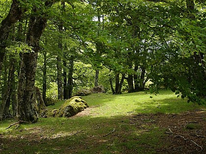 Forêt d'Iraty - Lac d'Iraty - L'Etxola