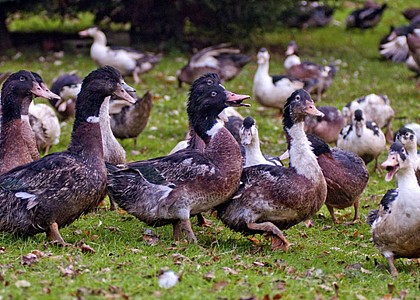 Ferme l'Espagno