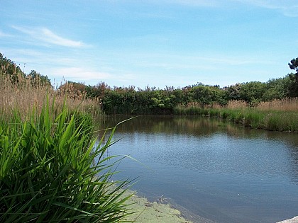 Aux portes du marais du Mousterlin