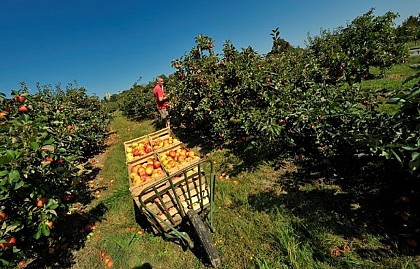 3 - LES VERGERS, L’ARBORICULTURE… UNE CULTURE ANCESTRALE