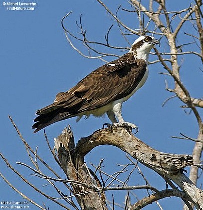 4 – LES OISEAUX