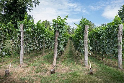 Au coeur des vignes