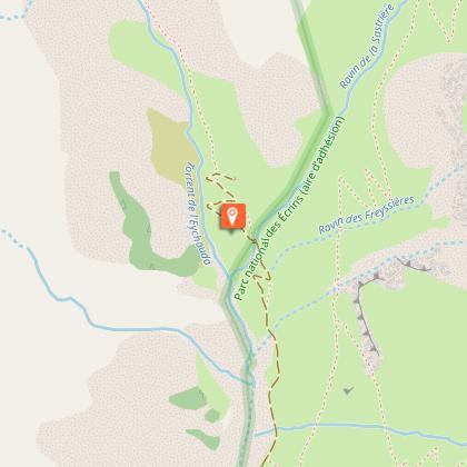 East Alpine Violet Fescue