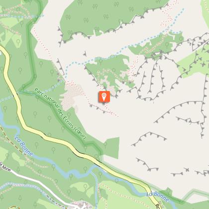 Green Lizard and Wall Lizard