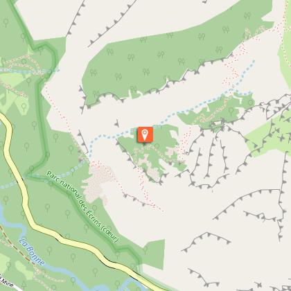 Beech forest and mushrooms