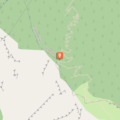 Male and female ferns