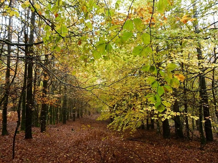 N°5 Forêt de Beson & Les Maitres Verriers