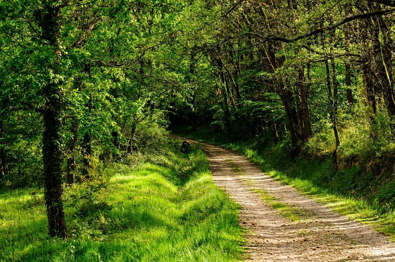 ENTRE LA ROSE ET L'ORCHIDEE