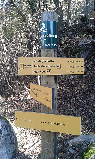 18 - LE GENÉVRIER THURIFÈRE