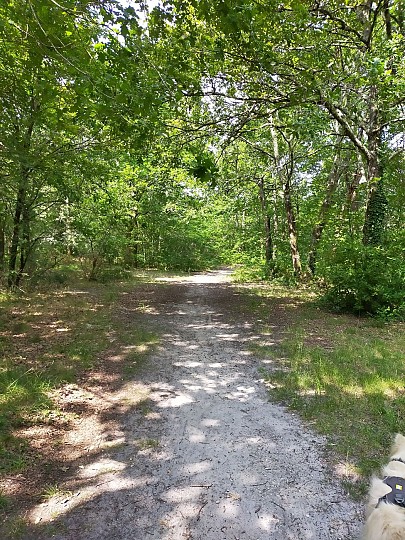 Balade à roulettes : Corbiac, forêt de Saint-M ...