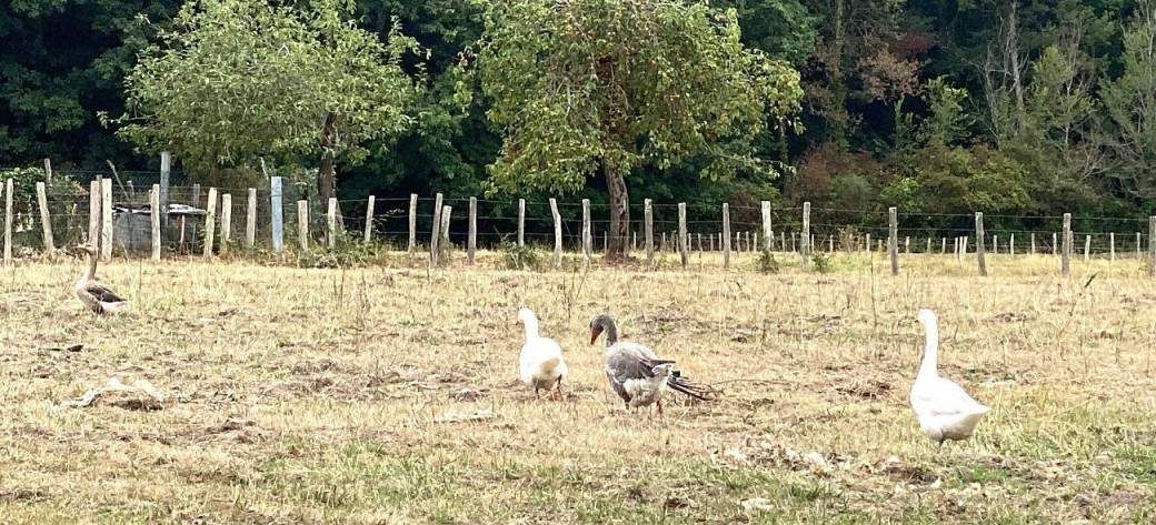 Boucle de Saint-Vincent de Connezac - Le Grand ...