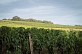 CIRCUIT VELO - DANS LES VIGNES A BICYCLETTE