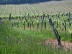 Circuit Paysages des Vignobles de Cocumont