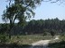 Lisse, aux portes de la forêt Landaise