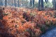 Du Béas à Ste-Catherine, promenade dans la forêt