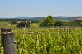 Montgaillard, vers le vignoble de Gache