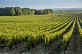 Circuit des vignes en frontonna ... - Crédit: CCGSTG