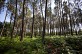 A Captieux, les chants de la Ha ... - Crédit: @Cirkwi - Parc Naturel Régional des Landes de Gascogne