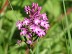 Chemin des orchidées - Queyssac - Crédit: @Cirkwi - Pays de Bergerac, Vignoble & Bastides