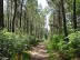Balade à roulettes - Corbiac, la forêt de Sain ...