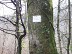 N°90 - La forêt cathédrale - Crédit: @Cirkwi - Communauté de Communes du Haut-Béarn