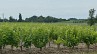 Boucle des vignes - Crédit: @Cirkwi - Office de tourisme - Sud Bordeaux Tourisme