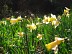 Randonnée des Jonquilles